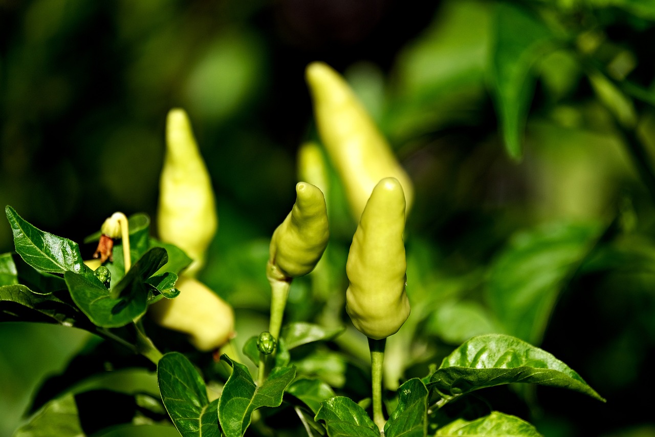 How to Create a Vegetable Patch in Your Backyard